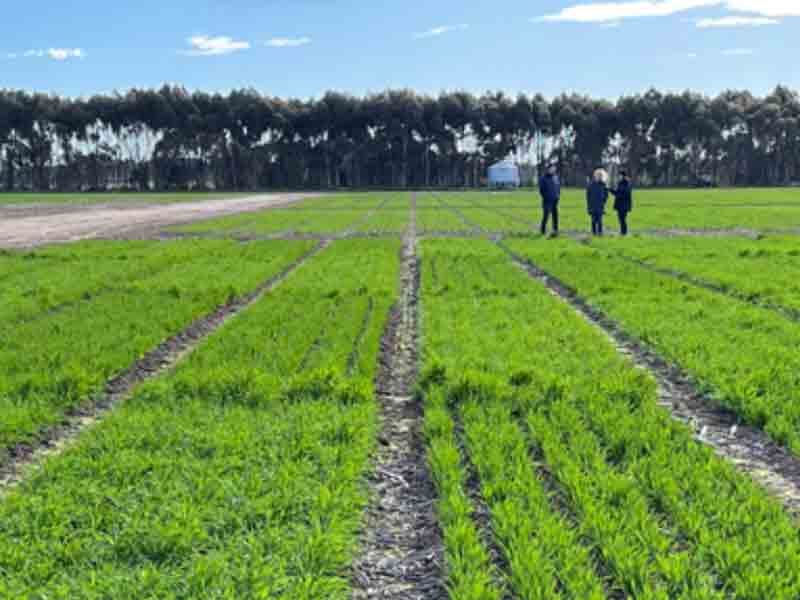 The Observer – Australian Malting Barley: Does it Have a Future…