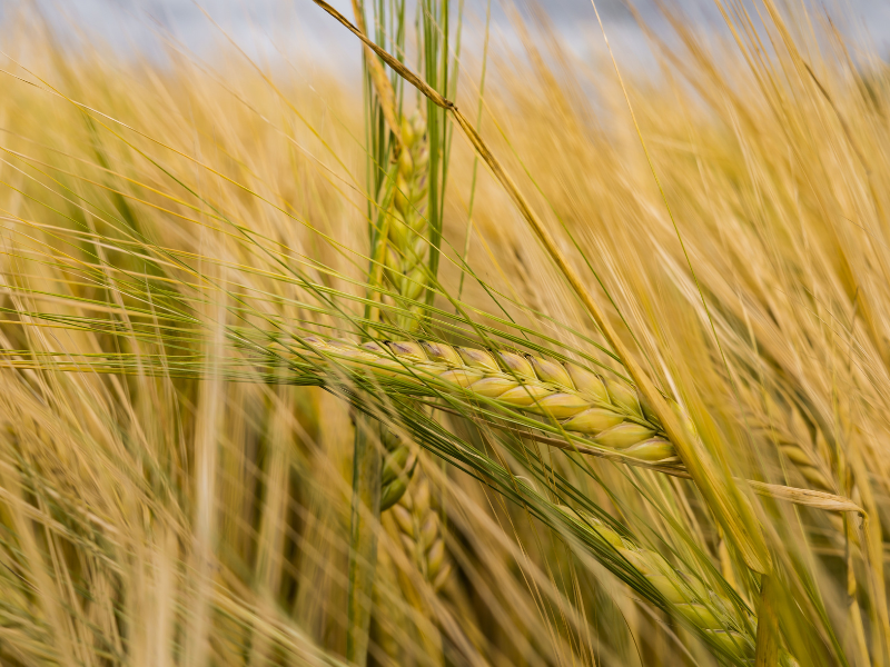 ABARES Barley Crop 23/24 estimate – 10mmt