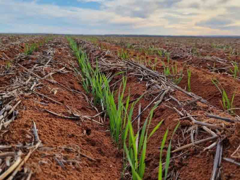 Cropping Report – June 2023