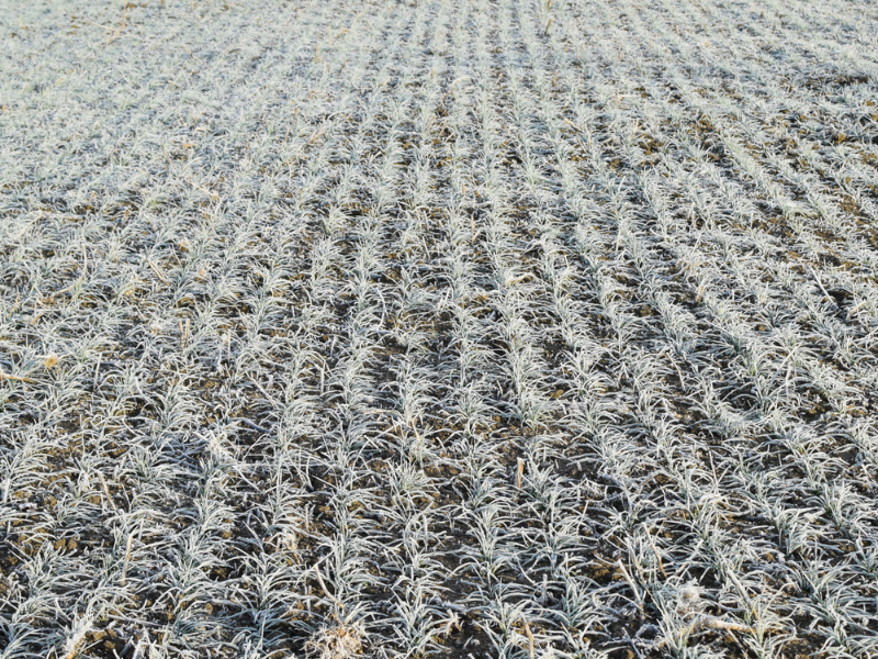 Frost and Dry Conditions Reduce Australian Winter Crop Forecasts