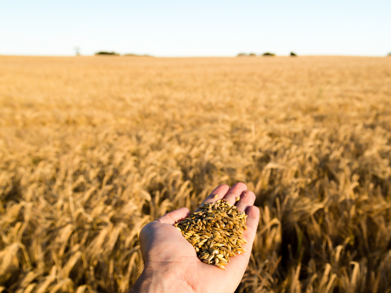 Australian Malting Barley Origination