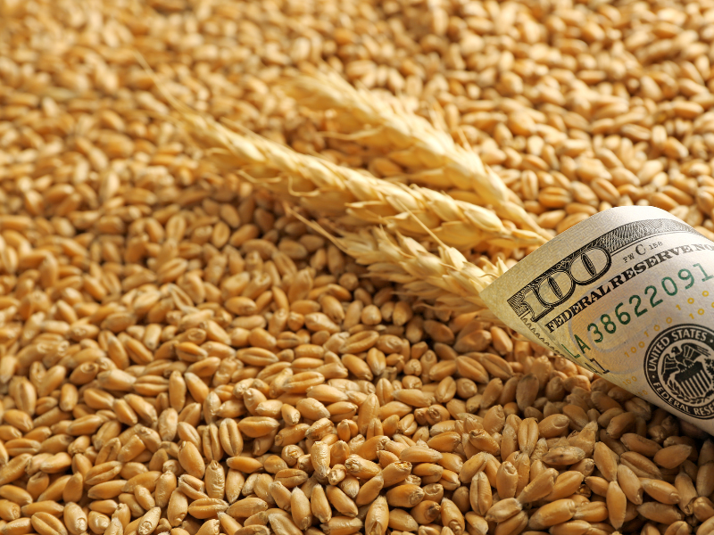 Barley and Malt Markets – June 2024