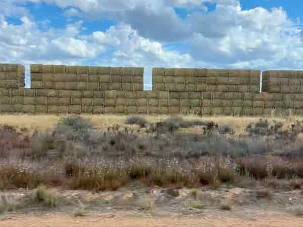 Barley and Malt Markets – July 2026