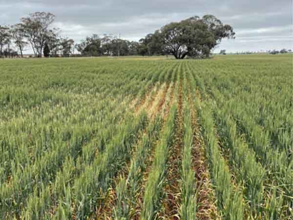 Cropping Report – November 2024