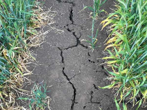 Grains Australia’s malting barley accreditation process – time for a change?