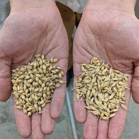 Australian barley exports reach a record in April, Middle East shipments have eased