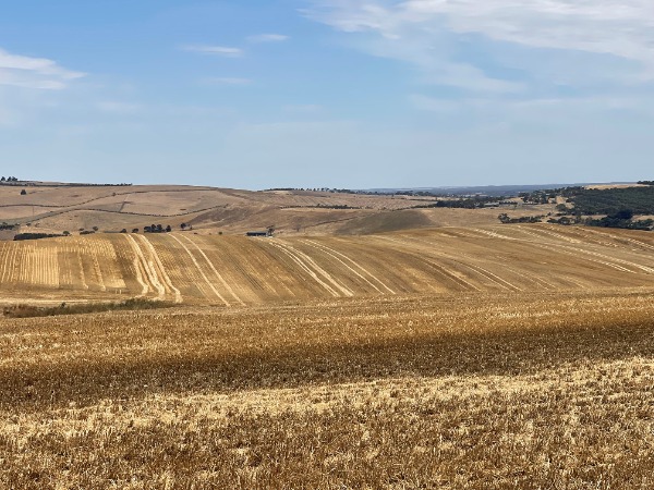 Barley and Malt Markets – January 2026